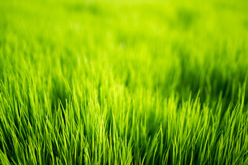 Green blurred background and sunlight. Nature background. Nature concept.