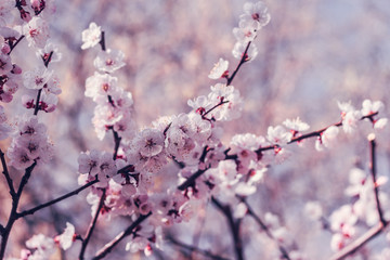 Blooming cherry branch in the spring garden at the wedding ceremony