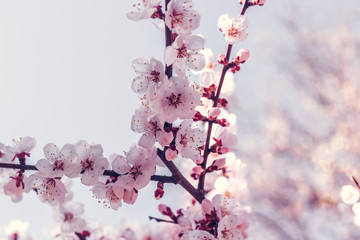 Blooming cherry branch in the spring garden at the wedding ceremony