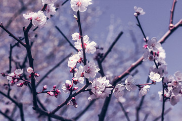 In Japan, cherry blossoms of early-bloom variety are in full bloom now
