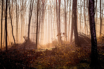 Dark mystical forest in the fall of the morning, light penetrates through the fog_