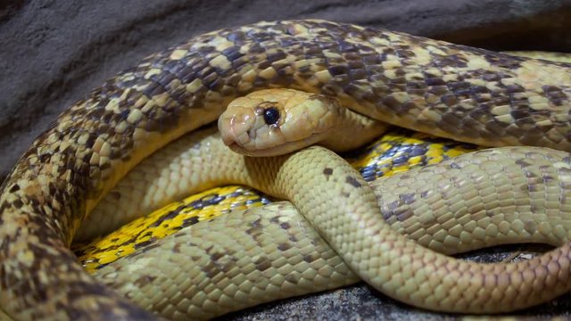 Cape cobra (Naja nivea) observes the surroundings