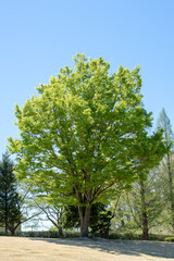 新緑の一本の大木