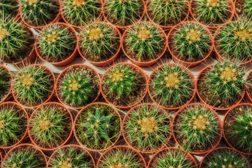 Fototapeta premium Collection of cactus plants in pots. Small ornamental plant. Selective focus, top-view shot. Cactus plant pattern. Natural background. Green texture background.