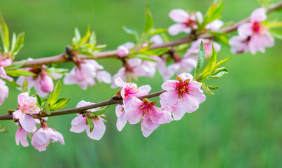 Obraz na płótnie Canvas Bright pink peach flowers in the garden on a green background_