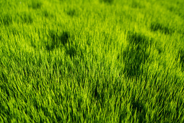 Green grass field. Ecology concept.