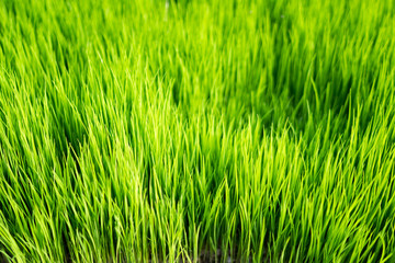 Green blurred background and sunlight. Nature background. Nature concept.