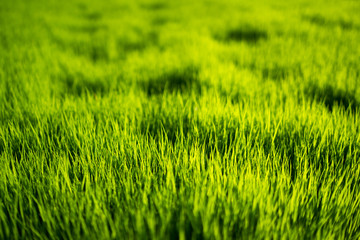 Fresh healthy green bio background with abstract blurred grass and bright summer sunlight and copyspace for your text or advertisment.