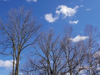 北海道白樺並木と春の空