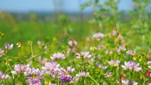 Flowers on field