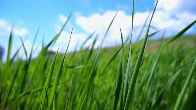 Summer. Sunny day. Green grass on the field (meadow). Fixed camera. Close-up