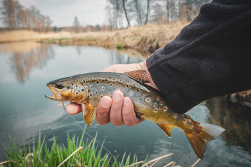 Obraz premium Fishing - fisherman catch trout on river
