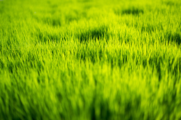 Fresh healthy green bio background with abstract blurred grass and bright summer sunlight and copyspace for your text or advertisment.