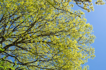 Fototapeta premium 新緑と青空