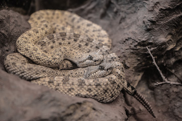 horned rattlesnake