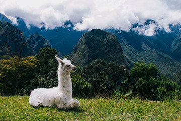 Naklejka premium lLamas on the background of lost Machu Picchu city ruins in Peru with green hills and stone walls with soft focus.