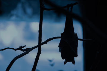 Lyle's flying fox (Pteropus lylei) Bat  silhouette