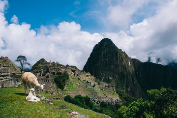 lLamas on the background of lost Machu Picchu city ruins in Peru with green hills and stone walls...