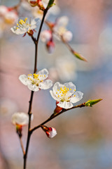 Japanese apricot flowers. Prunus mume tree in full bloom. Sunlit flowers of white color in the light of setting sun in early spring evening