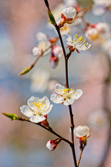 Japanese apricot flowers. Prunus mume tree in full bloom. Sunlit flowers of white color in the light of setting sun in early spring evening