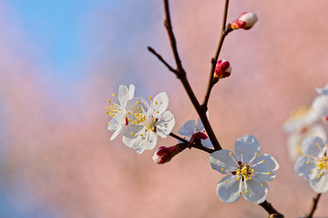 Japanese apricot flowers. Prunus mume tree in full bloom. Sunlit flowers of white color in the light of setting sun in early spring evening
