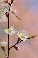 Japanese apricot flowers. Prunus mume tree in full bloom. Sunlit flowers of white color in the light of setting sun in early spring evening