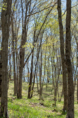 新緑と青空と林