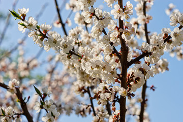 Japanese apricot flowers. Prunus mume tree in full bloom. Sunlit flowers of white color in the light of setting sun in early spring evening