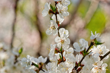Japanese apricot flowers. Prunus mume tree in full bloom. Sunlit flowers of white color in the light of setting sun in early spring evening