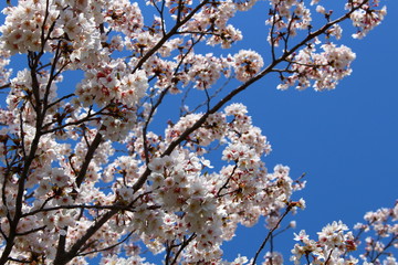 桜の花