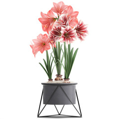 Hippeastrum in a flower pot