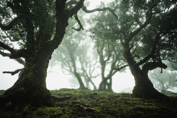Madeira Laurel Forest 08