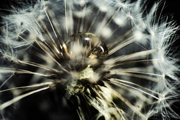 art photo of dandelion seeds with water drops close-up