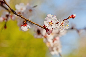 Japanese apricot flowers. Prunus mume tree in full bloom. Sunlit flowers of white color in the light of setting sun in early spring evening