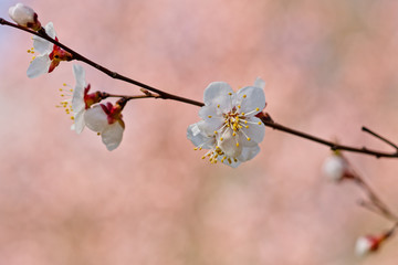 Japanese apricot flowers. Prunus mume tree in full bloom. Sunlit flowers of white color in the light of setting sun in early spring evening