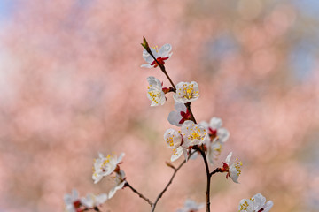 Japanese apricot flowers. Prunus mume tree in full bloom. Sunlit flowers of white color in the light of setting sun in early spring evening