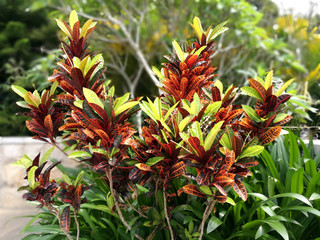 Codiaeum croton leaves tropical garden Hainan © Ankre