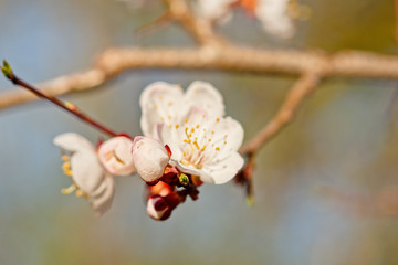 Japanese apricot flowers. Prunus mume tree in full bloom. Sunlit flowers of white color in the light of setting sun in early spring evening