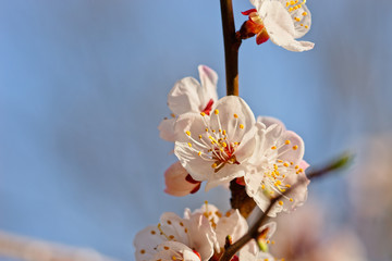 Japanese apricot flowers. Prunus mume tree in full bloom. Sunlit flowers of white color in the...