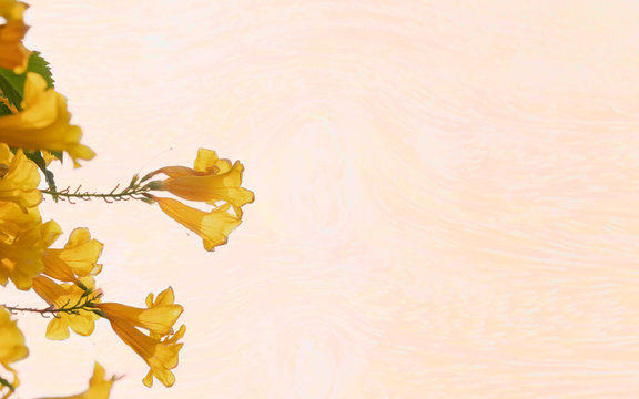 Yellow flower and green leaf color on orange and white color wood  patern print background texture