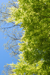 Fototapeta premium 新緑と青空