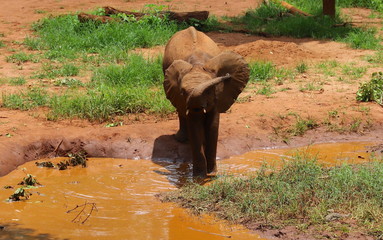 baby elephant