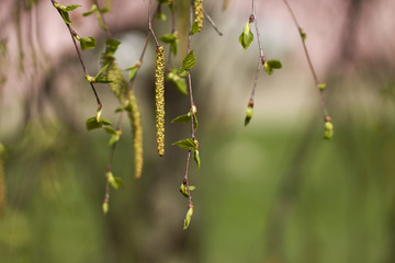 birch ament in spring