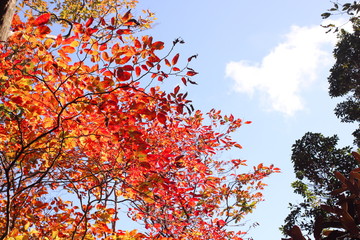 秋の紅葉