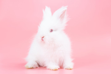 White adorable baby rabbit on pink background. Cute baby rabbit.