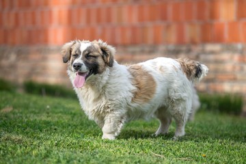 adorable mix breed dog posing on garden lawn. 