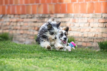maltese and mix breed dog running on green grass chasing toy