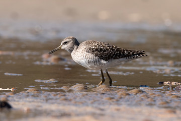 The wood sandpiper (Tringa glareola)