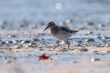The wood sandpiper (Tringa glareola)