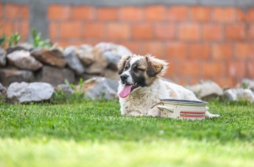 mix breed dog lying in green grass near water can.